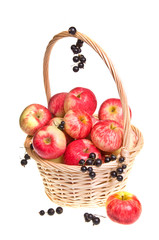Basket with Fruit Harvest