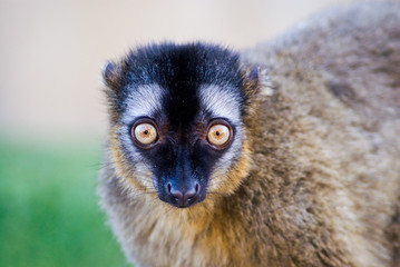 Fototapeta premium Primer Plano de Lemur