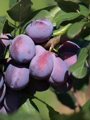 Erntereife Pflaumen