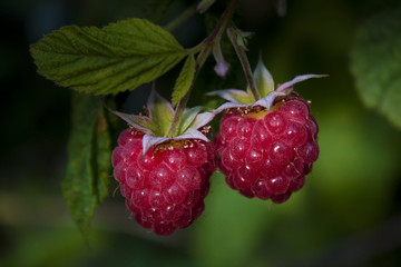 Juicy raspberry bush