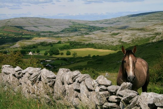 Perd in Irland in den Buren