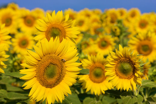Sunflower field