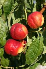 Nectarines © Pictures news