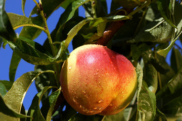 Nectarine