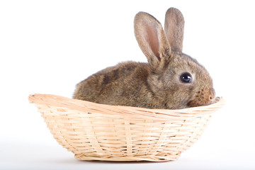 brown-white rabbit in the basket, isolated on white