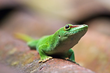 Green gecko