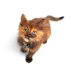 Obraz premium cat