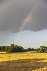 rainbow in wheatfield