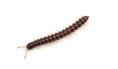 top view of a millipede