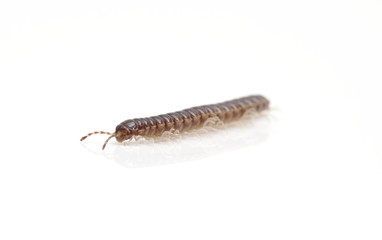 millipede isolated against white background