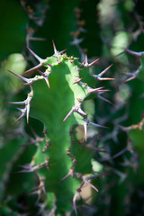 Thorns