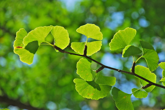 Gikgo Blätter