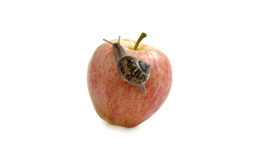 Garden snail and apple isolated over white with clipping path.