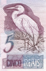great egret (Ardea alba) on 5 Real banknote from brazil