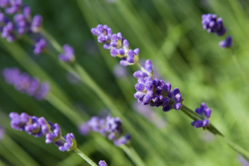 lavender