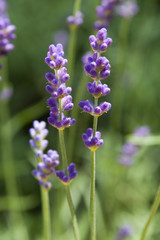 Obraz premium lavender