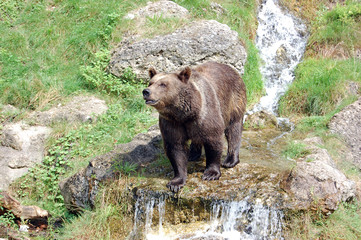 Obraz na płótnie Canvas Brown bear 3