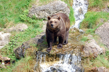 Obraz na płótnie Canvas Brown bear 2