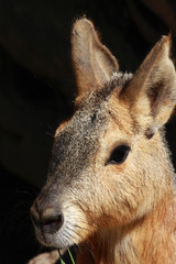 patagonian mara