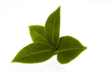 fresh tea branch isolated on the white background