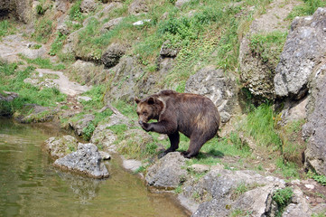 Brown bear itching