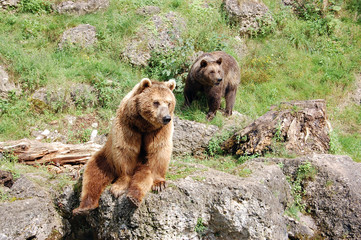 Brown bears 3