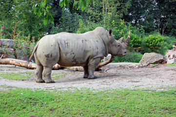 Naklejka premium White rhinoceros 4