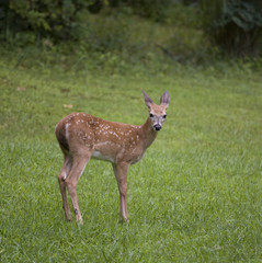deer fawn