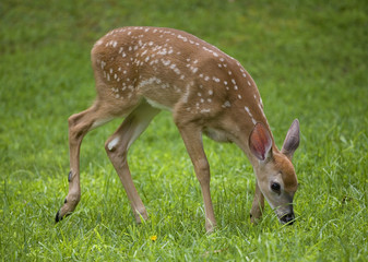 grazing fawn