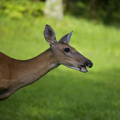 deer portrait
