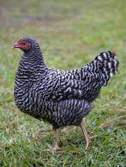 strutting hen