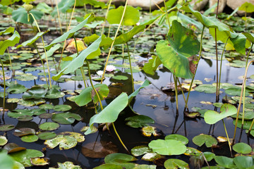 water Lily