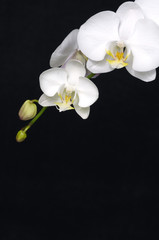 Fototapeta na wymiar Orchid in blossom
