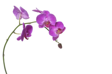 Naklejka na ściany i meble pink orchid branch