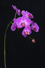 Naklejka na ściany i meble Orchid at black background