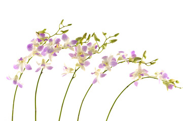 Obraz na płótnie Canvas Set from five violet orchid