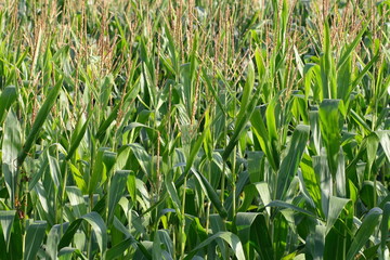 corn field