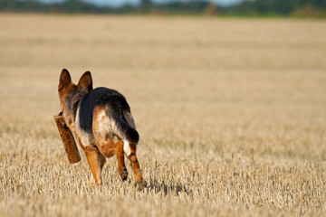 German Shepherd