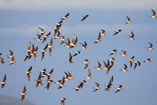 Vogelschwarm