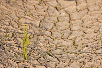 Gras in ausgetrocknetem Bach