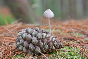 Conifercone Cap on pine cone.