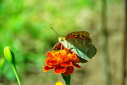 eating butterfly