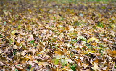 autumn grass background