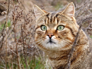 A hunting cat