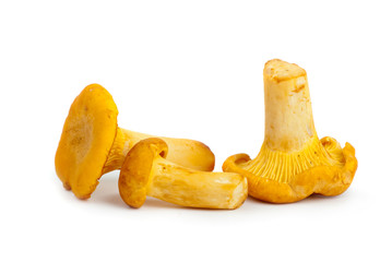 Three chanterelle mushrooms