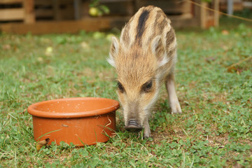 schweinegrippe