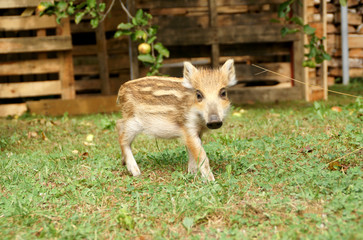 wildschwein frischling