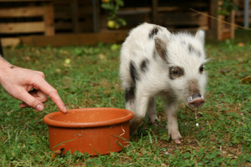 wildschwein