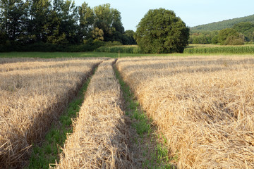 Fototapeta na wymiar harvest field with trees in the background