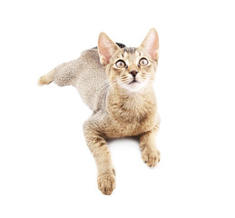 Abyssinian cat isolated on white background